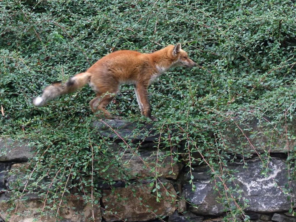 Le Renard D'Introd Bed & Breakfast Bagian luar foto